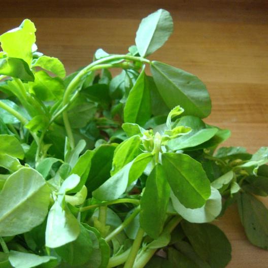 Fenugreek Seeds