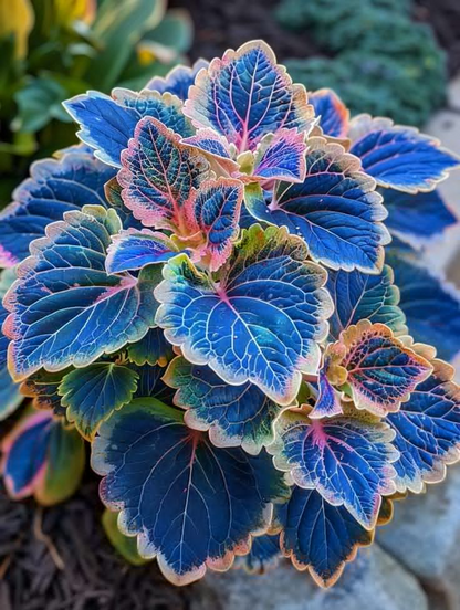 🌿Frost-Resistant Rare Color Coleus – Brighten Your Space with Unique Foliage 🌿