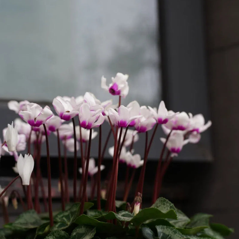 Cyclamen Flower Seeds