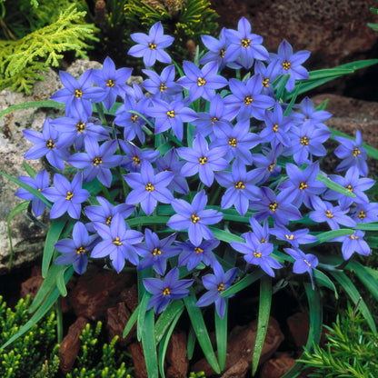 Rain Orchid Bulbs-Blooms once the next rain falls