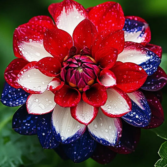 🌸Captivating Starry Night Dahlia 🌸