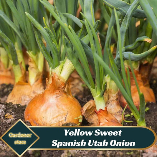 Yellow Sweet Spanish Utah Onion