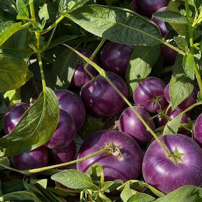 😋 Purple Pepino Seeds 💜Sweet, Juicy & Easy to Grow 🌱