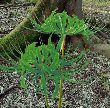 Spider Lily Bulbs-Multicolor🌈