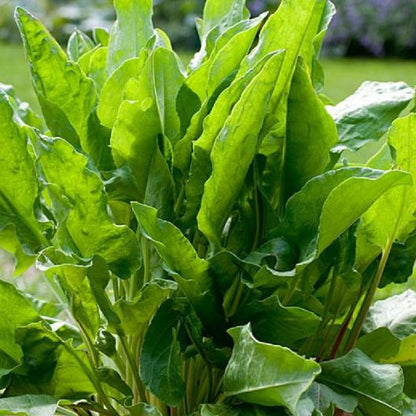 Sorrel Seeds