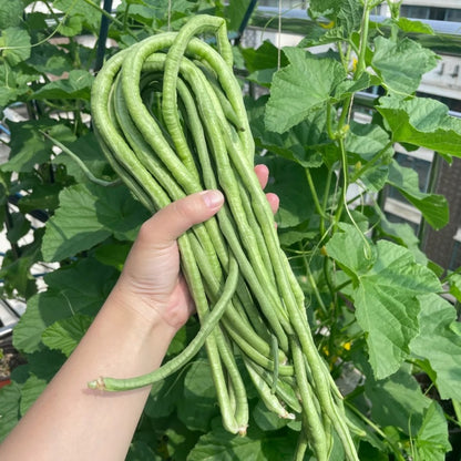 Long cowpea: A high-yielding vegetable in a short time
