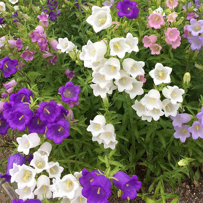 Bellflower Seeds/Canterbury Bells Seeds