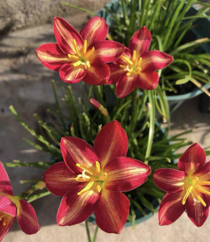 Rain Orchid Bulbs-Blooms once the next rain falls
