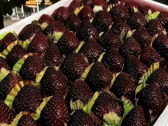 🍓Giant Black Diamond Strawberries Seeds – Sweet, Nutrient-Rich & Easy to Grow at Home
