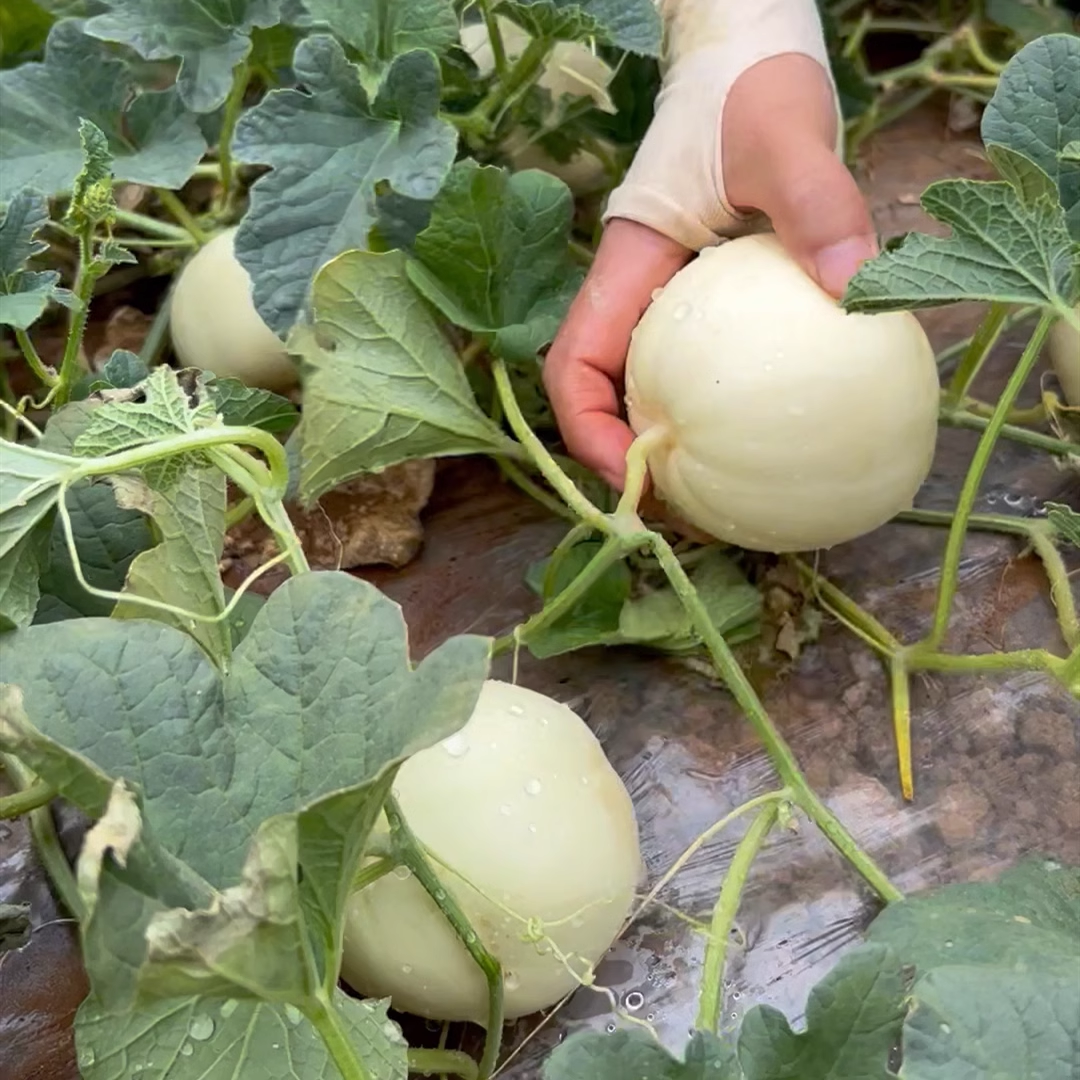 Lazy Melon Seeds