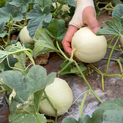 Lazy Melon Seeds