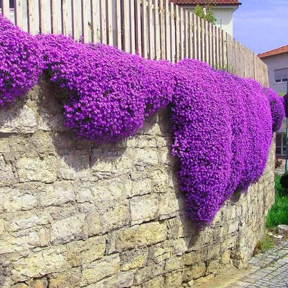 Creeping Thyme Homegrown Seeds🌱Easy to Plant and Grow Non-GMO Perennial Flower Premium Seeds🌺