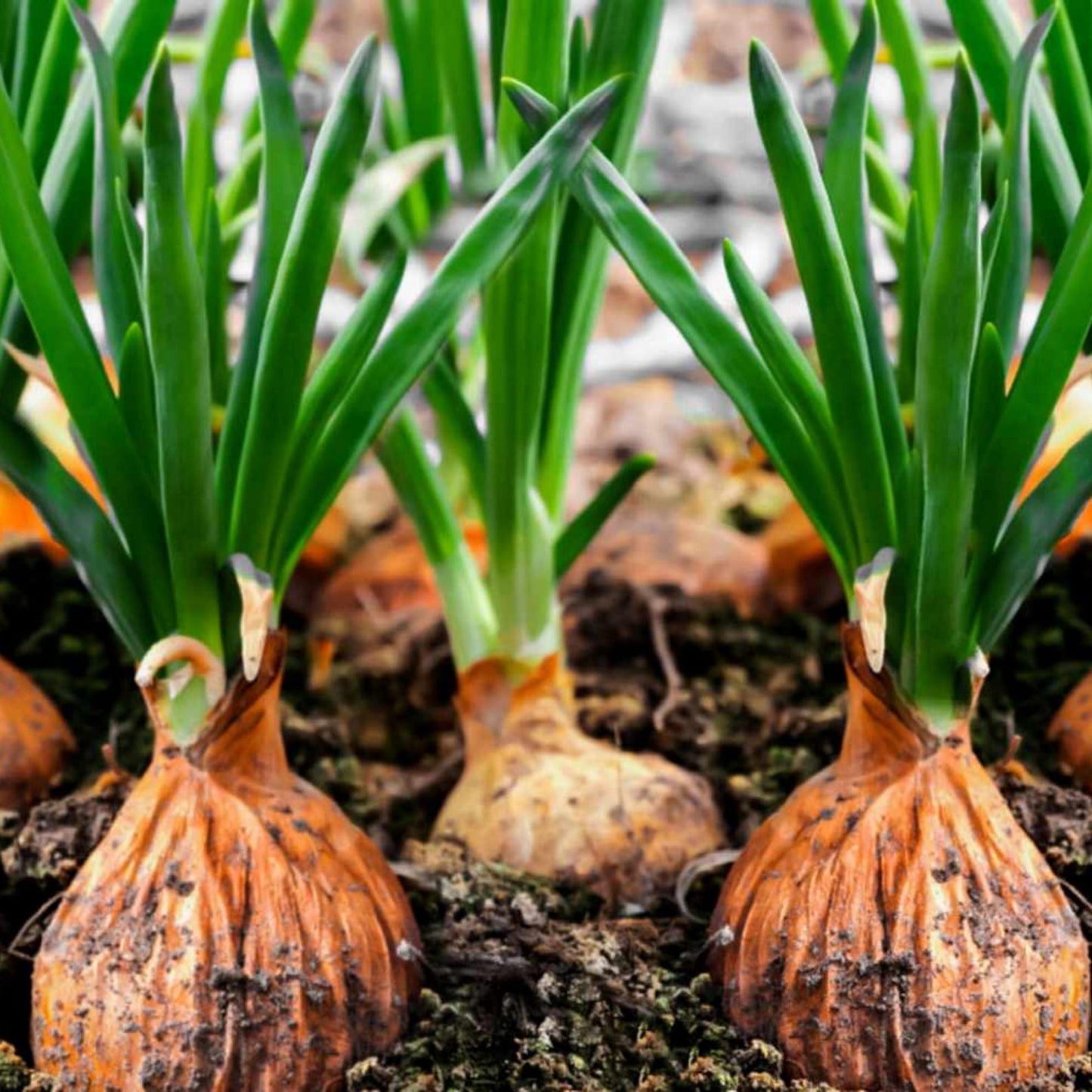 Yellow Sweet Spanish Utah Onion