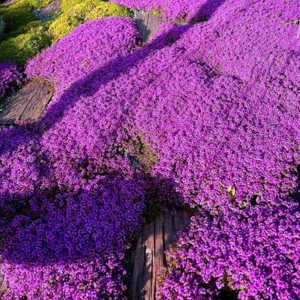 Creeping Thyme Homegrown Seeds🌱Easy to Plant and Grow Non-GMO Perennial Flower Premium Seeds🌺