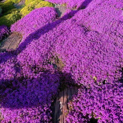 Creeping Thyme Homegrown Seeds🌱Easy to Plant and Grow Non-GMO Perennial Flower Premium Seeds🌺