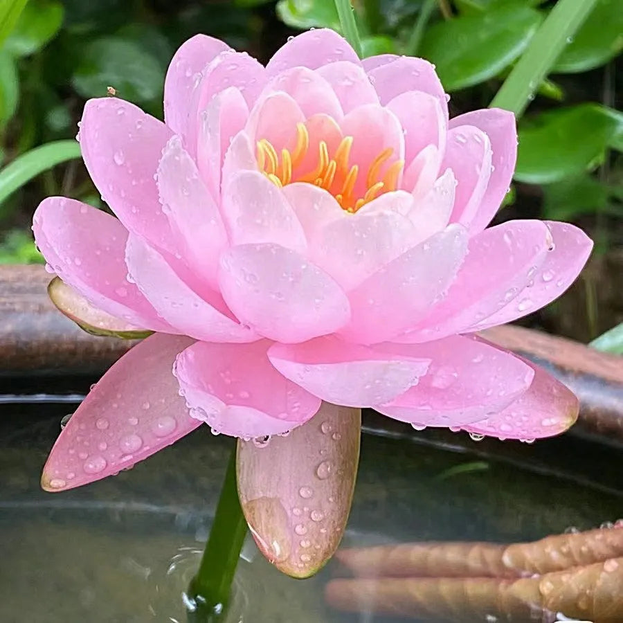 🌸LAST DAY Promotion 35% OFF🌸 Hydroponic Lotus 🌸 | Fresh, Simple & Beautiful(🌱Survival Guaranteed: Free Replacements🌿)