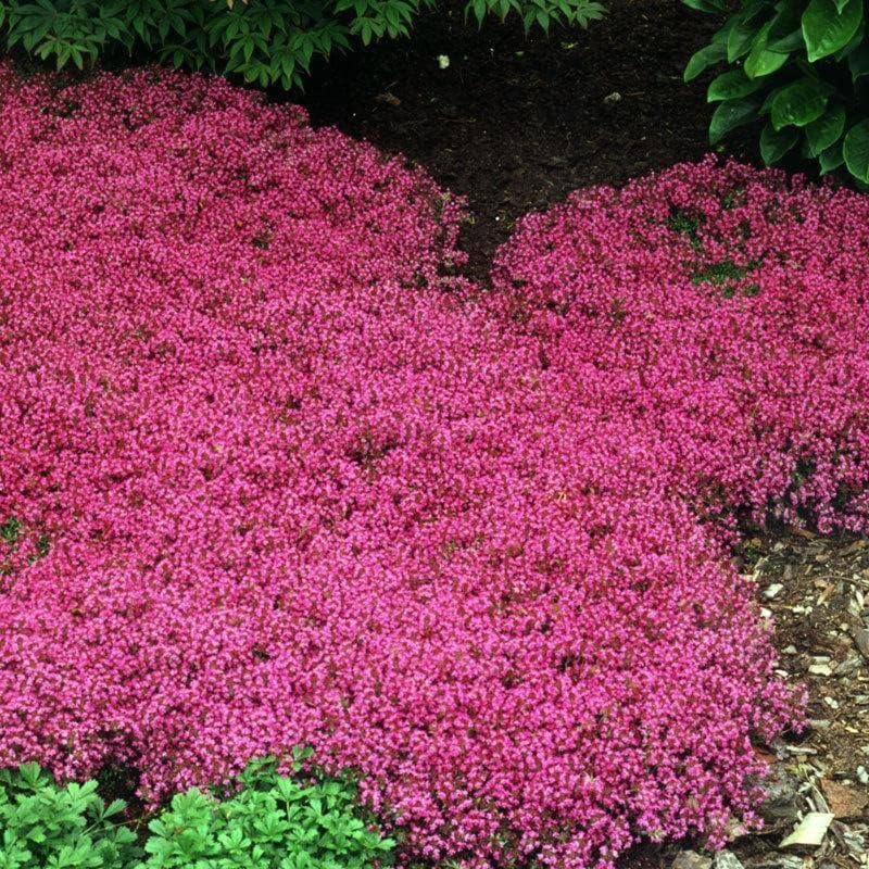 Creeping Thyme Homegrown Seeds🌱Easy to Plant and Grow Non-GMO Perennial Flower Premium Seeds🌺