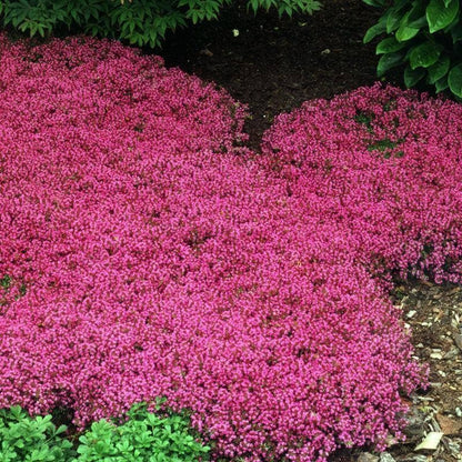 Creeping Thyme Homegrown Seeds🌱Easy to Plant and Grow Non-GMO Perennial Flower Premium Seeds🌺
