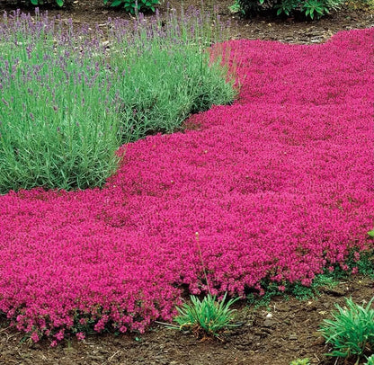 Creeping Thyme Homegrown Seeds🌱Easy to Plant and Grow Non-GMO Perennial Flower Premium Seeds🌺