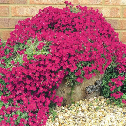 Creeping Thyme Homegrown Seeds🌱Easy to Plant and Grow Non-GMO Perennial Flower Premium Seeds🌺