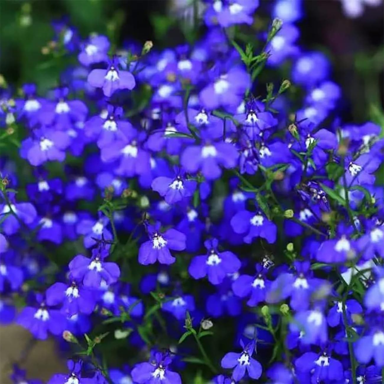 Creeping Thyme Homegrown Seeds🌱Easy to Plant and Grow Non-GMO Perennial Flower Premium Seeds🌺