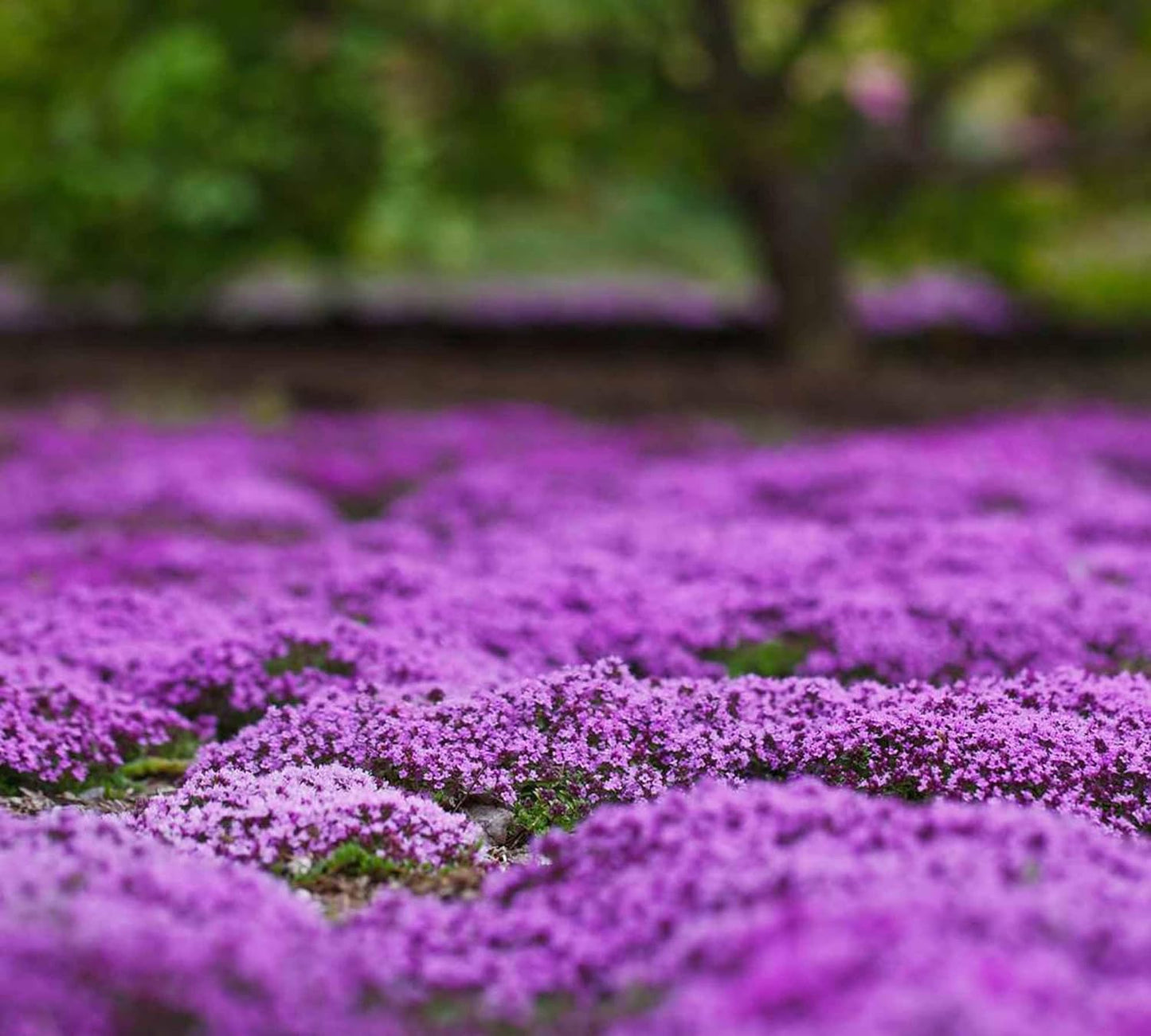 Creeping Thyme Homegrown Seeds🌱Easy to Plant and Grow Non-GMO Perennial Flower Premium Seeds🌺