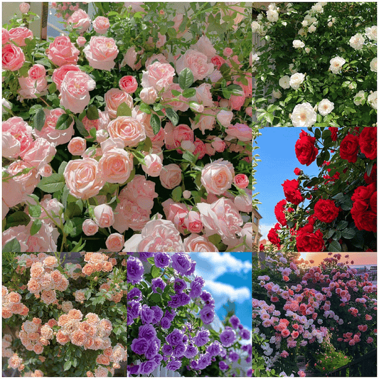 Spring Promotion 49% OFF - 🌱Climbing Rose Seeds