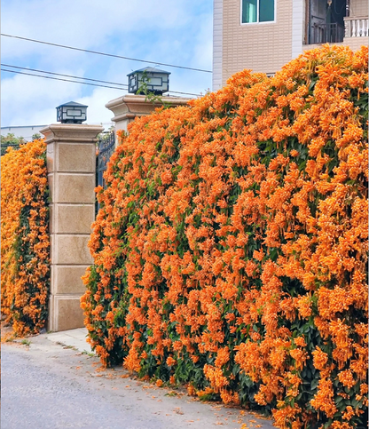 Climbing Plants Mix Seeds