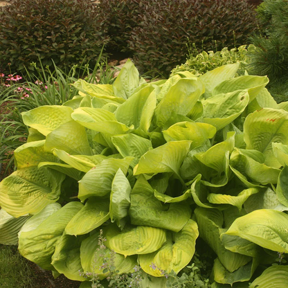 Hosta – The Shade-Loving Elegance for Your Garden 🌿✨