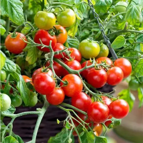 🍅🍅Potted Dwarf Tomato Seeds
