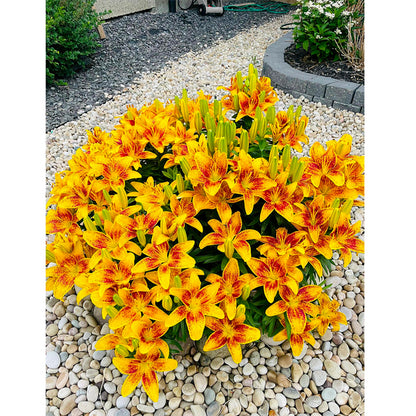 Lily Bulbs