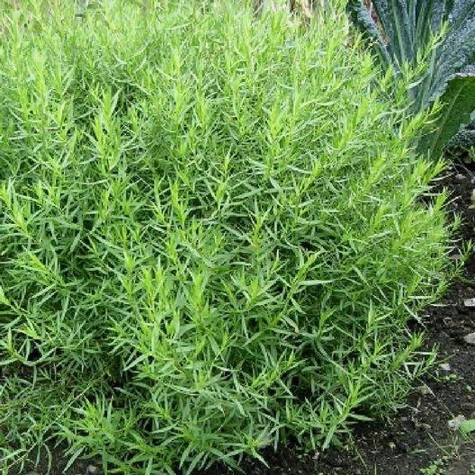 Tarragon Seeds