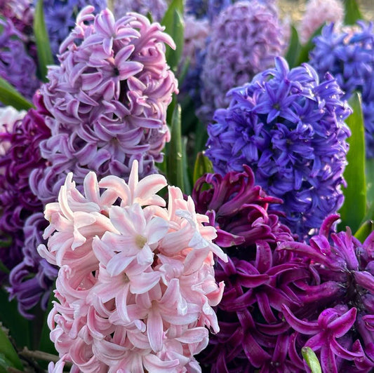 💜Hyacinth Bulbs – Fragrance You Can Grow