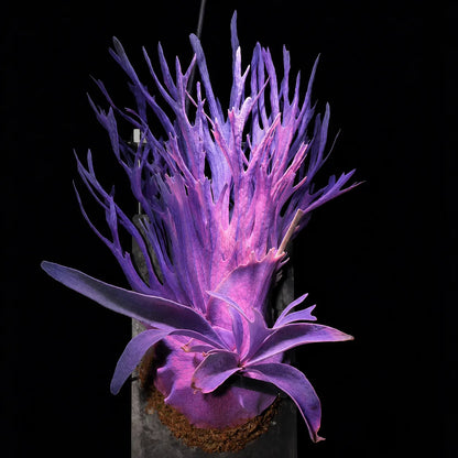 🦌 Rare Rainbow Staghorn Fern — Living Botanical Wall Sculpture