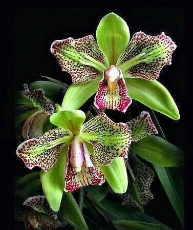 🔥[Limited Time Sale]🌺Iris Bulbs - Rare Species(#21)