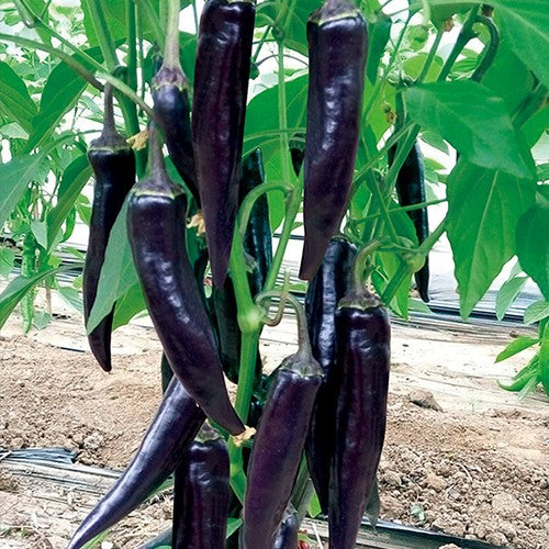 Purple-black Pepper Seeds