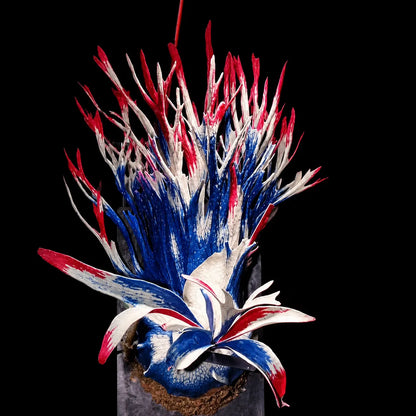 🦌 Rare Rainbow Staghorn Fern — Living Botanical Wall Sculpture