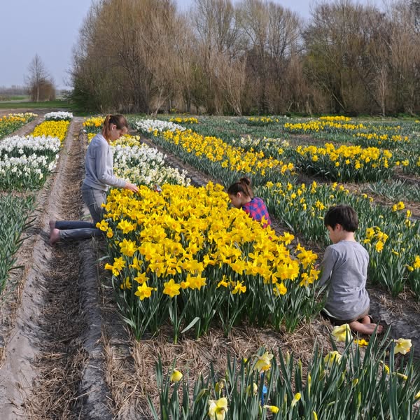Daffodil Double Mix Landscaper Special