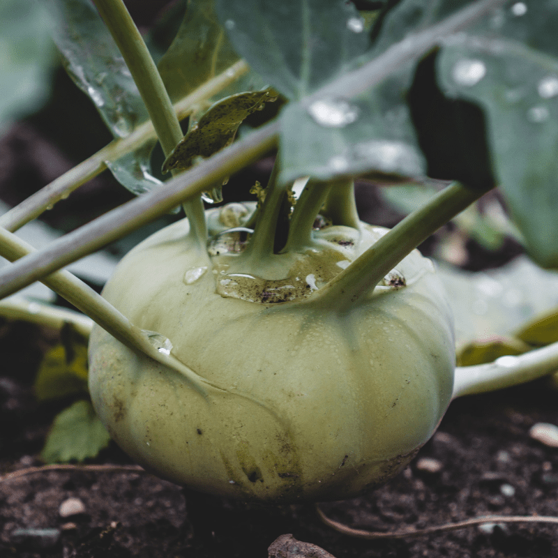 Kohlrabi Seeds