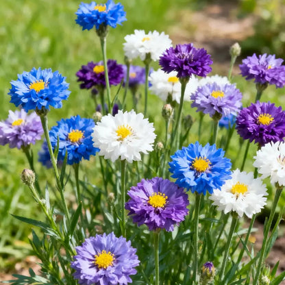 🌼 Cornflower Seeds – Grow Elegant Wildflowers with Stunning Blue Blooms