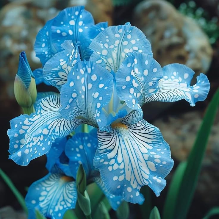 ⚜️Rare Tall Bearded Iris (Premium Rhizome Variety)