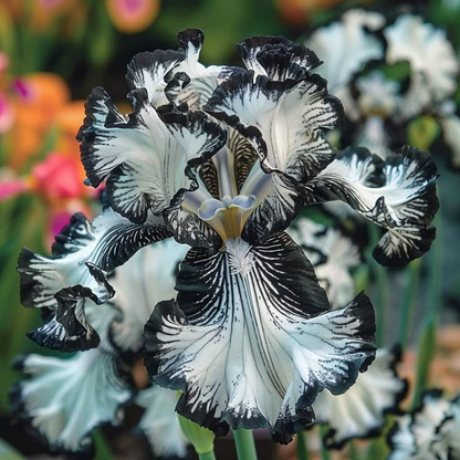 ⚜️Rare Tall Bearded Iris (Premium Rhizome Variety)