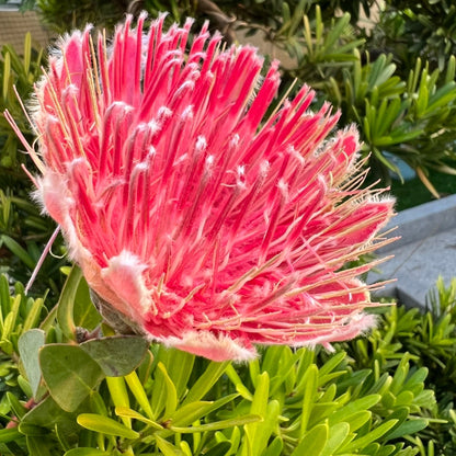 South African Princess Flower Seeds