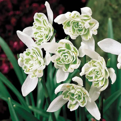 Double Snowdrops