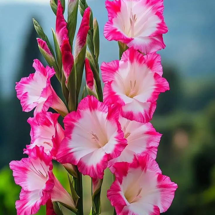 Rainbow Gladiolus Corms🌺