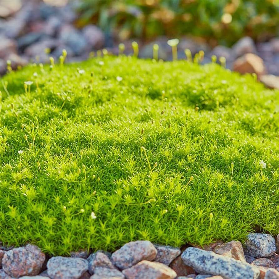 🌳Irish Moss Pearl Grass Seeds for Garden Yard Lawn