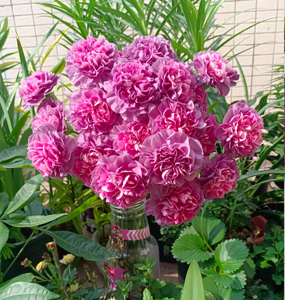 Multicolor Carnation Seeds