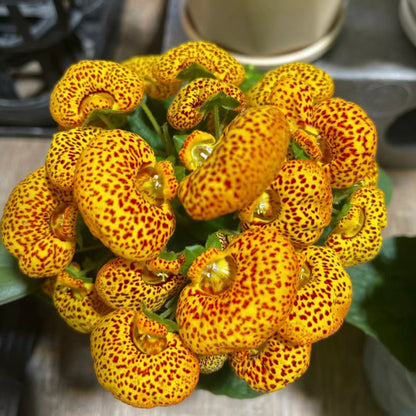 Calceolaria  Crenatiflora Seeds