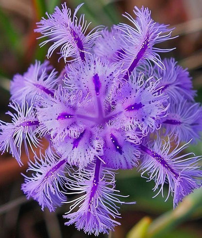 🌸 Purple Passionflower Seeds – Grow Your Own Exotic Paradise!