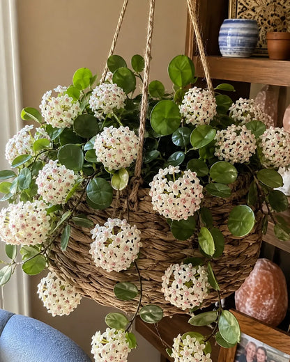 🌸Premium Hoya Carnosa Fresh Bulbs | Easy-to-Grow Cascading Wax Plant